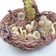 King cobra with babies