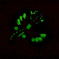 marine blue angel dragon